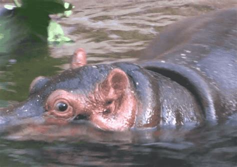 Happy Whats Up GIF by San Diego Zoo Wildlife Alliance - Find & Share on GIPHY