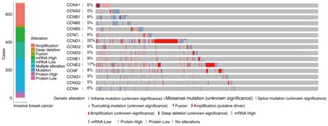 Cyclin genes as potential novel prognostic biomarkers and therapeutic ...