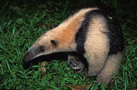 Spotlight on Wildlife: Anteaters