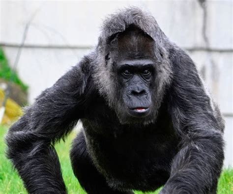 Gorilla Thought to Be Male Gives Birth at Columbus Zoo | Newsmax.com