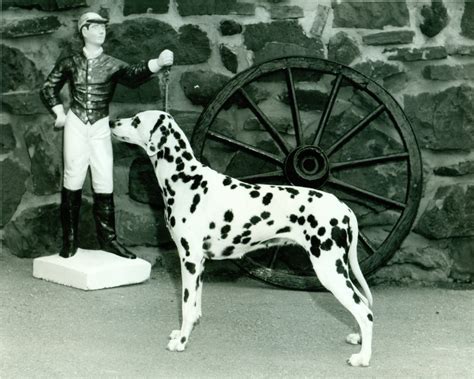 Dalmatian History & Training/Temperament - American Kennel Club