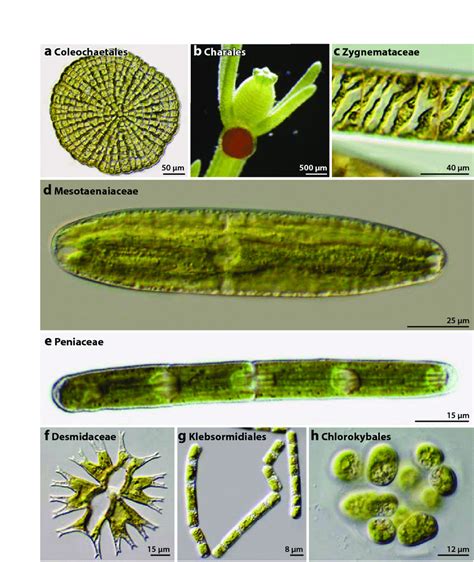 Green Algae Precursors Of Land Plants Biology LibreTexts, 60% OFF