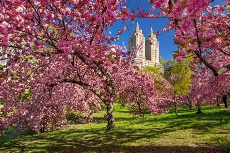 Cherry Blossoms in Central Park | New york city ny, Spring landscape ...