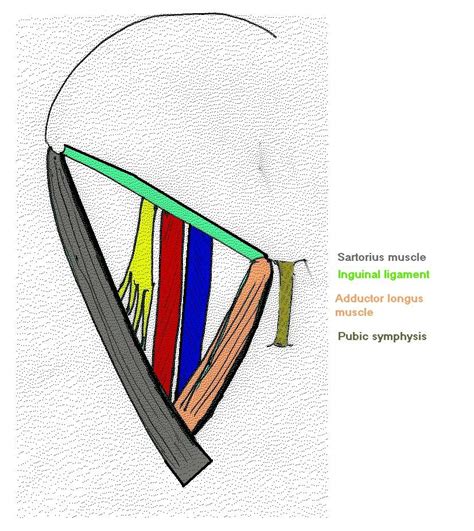 The Femoral Triangle