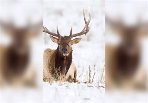 Utah Elk Seen with Broken Antler Sticking Through Its Head | Outdoor Life