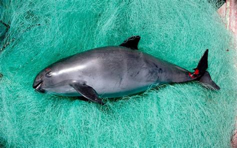 British scientists in mission to save last 30 vaquita porpoises from ...