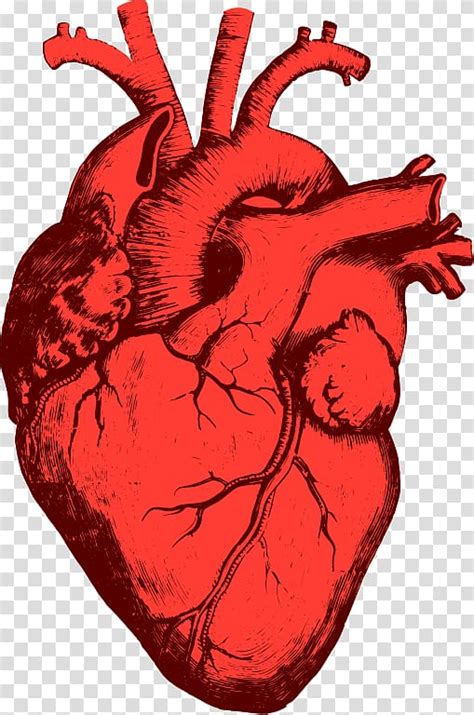 Free Heart Organ Cliparts, Download Free Heart Organ Cliparts png ...