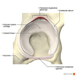 Labrum Injury