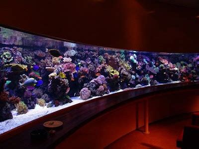 SALTWATER AQUARIUM SETUP: Starting a saltwater aquarium (Saltwater ...