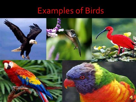 Examples Of Birds Vertebrates