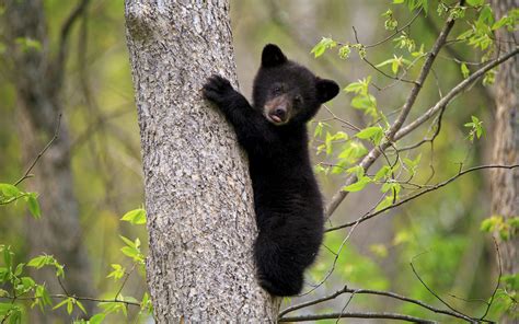 Download wallpapers little black bear cub, forest, wildlife, bears ...