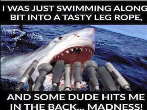 The 20 Funniest Moments In Shark History (GALLERY)