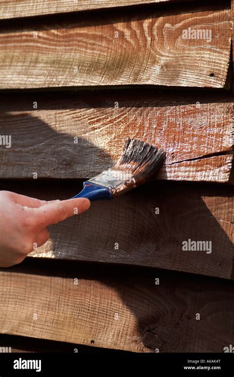 creosote, creosoting, painting, fence, shed, woodwork, paintbrush, DIY, waterproofing ...