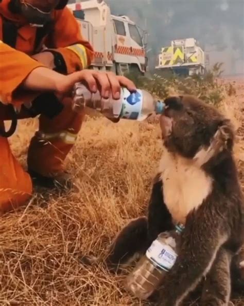 As Devastating Fires Are Raging In Australia, Here Are 24 Pics Of ...