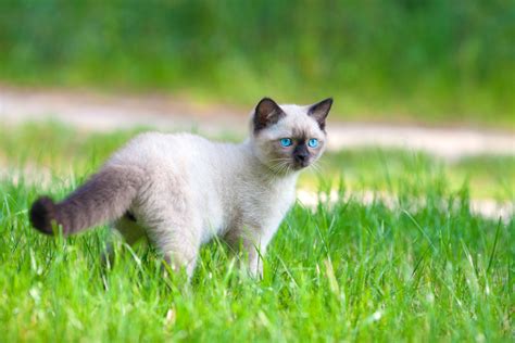 The Balinese Cat: Everything You Need to Know - MyStart