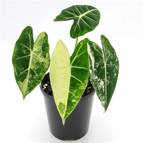 Buy Alocasia Frydek Variegated 4″ Pot - Preferential Price in Thailand