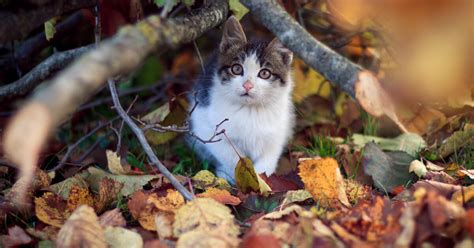 Trucos efectivos para atraer a un gato perdido