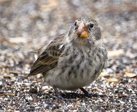 Galapagos Finches, one of the most renowned species