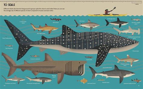 The largest shark species – the whale... - Convention on Migratory ...