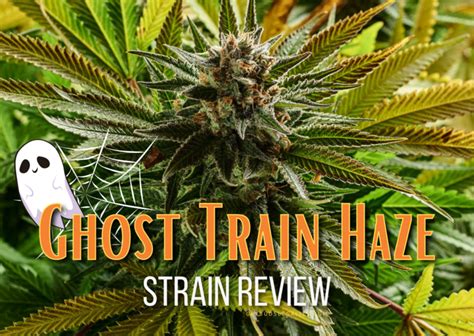 Ghost Train Haze Strain Review & Growing Guide | All You Need to Know ...