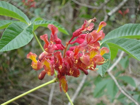 Where Plants Rule: Red Buckeye