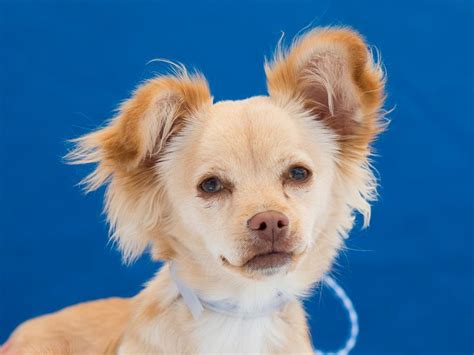 A5070422 Buddy is a supremely cute 6-month-old golden male Papillon and Chihuahua mix puppy who ...