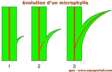 Microphylle : définition et explications