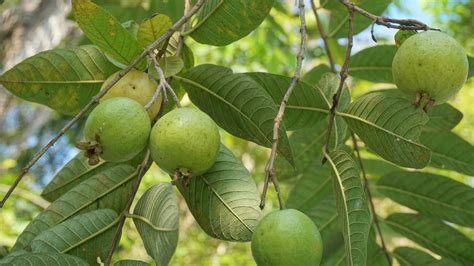 9 Arti Mimpi Memetik Buah Jambu yang Membawa Kabar Baik - Lifestyle Fimela.com