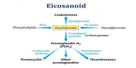 Eicosanoid Structure