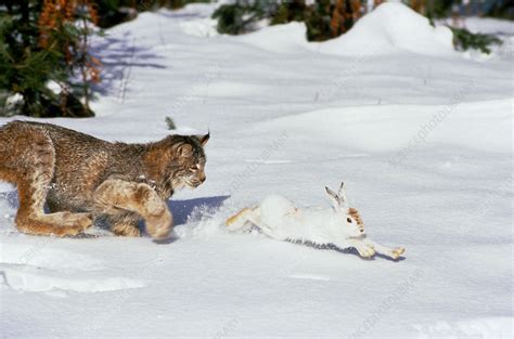 Eurasian Lynx Hunting