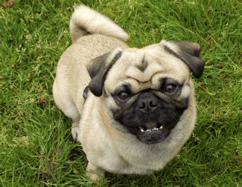 How Many Teeth Do Pugs Have? {Are you Curious to know?} - YardPals