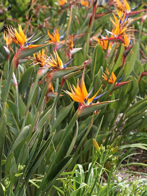 Tahitian Orange Bird of Paradise Plant (strelitzia reginae) – Urban Tropicals