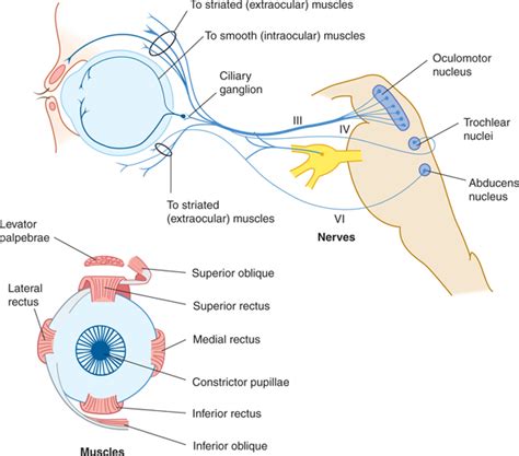 Cranial Nerves and Pathways | Neupsy Key