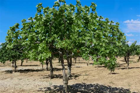 How to Grow Pistachio Trees