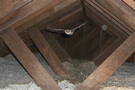 Bat in the Attic - Humane Removal of Bats in the Attic of your House