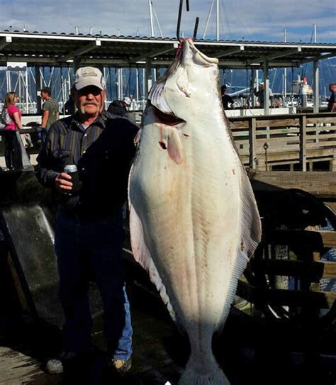 Alaska Halibut Fishing Charters, Guided Halibut Fishing Trips