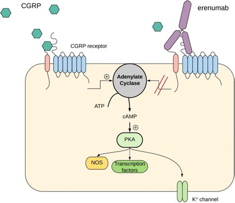 Migraine induction with calcitonin gene-related peptide in patients from erenumab trials | The ...