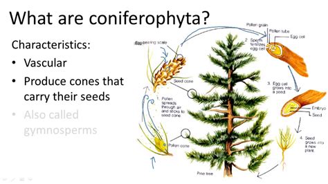 Pinophyta Life Cycle