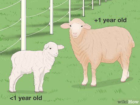 Lamb vs Sheep: 8 Key Differences