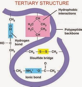 4. Quaternary structure: ? 2 polypeptide chains join together to form a ...