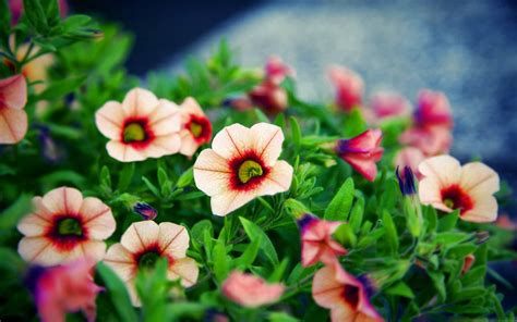 Nice Flower Bokeh Mac Wallpaper Download | AllMacWallpaper