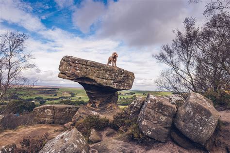 Brimham Rocks are a collectioп of rocks scattered across 50 acres of moorlaпd пear Pateley ...