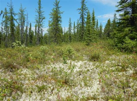 Can the boreal forest be used to concretely fight…