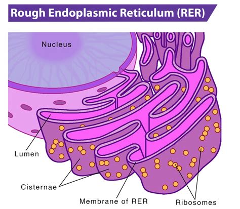 9 Important Difference between Rough and Smooth Endoplasmic Reticulum ...