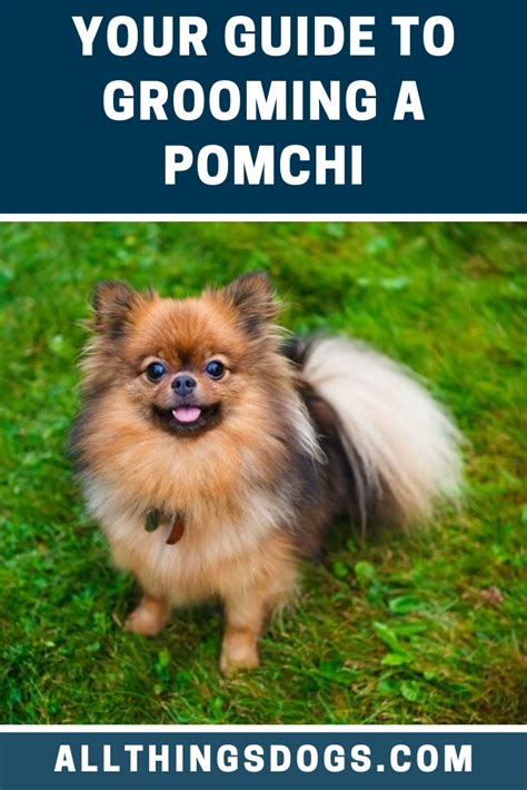 Pomchi Grooming | Pomeranian chihuahua mix, Chihuahua mix, Pomeranian chihuahua