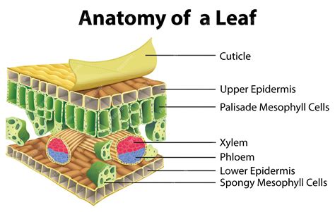 Plant Leaf Cross Section