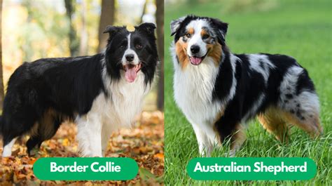 Border Collie vs Australian Shepherd: Unraveling the Similarities and Differences ...