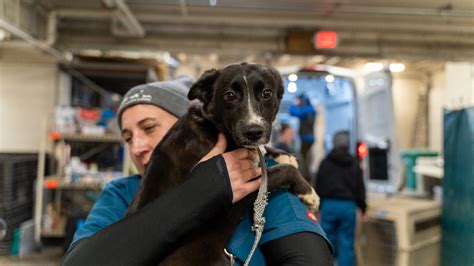 Humane Society takes in 56 animals from Morrison County - KSTP.com 5 ...