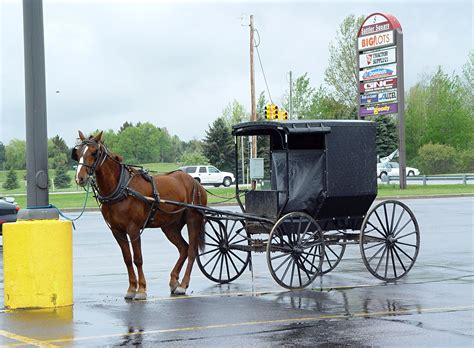 Amish horse and buggy | Horse and buggy, Horses, Amish