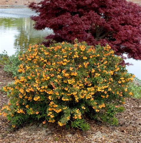 Camilla Clem: Deer Resistant Flowering Shrubs Zone 6 / 30 Most Effective Deer Resistant Shrubs ...